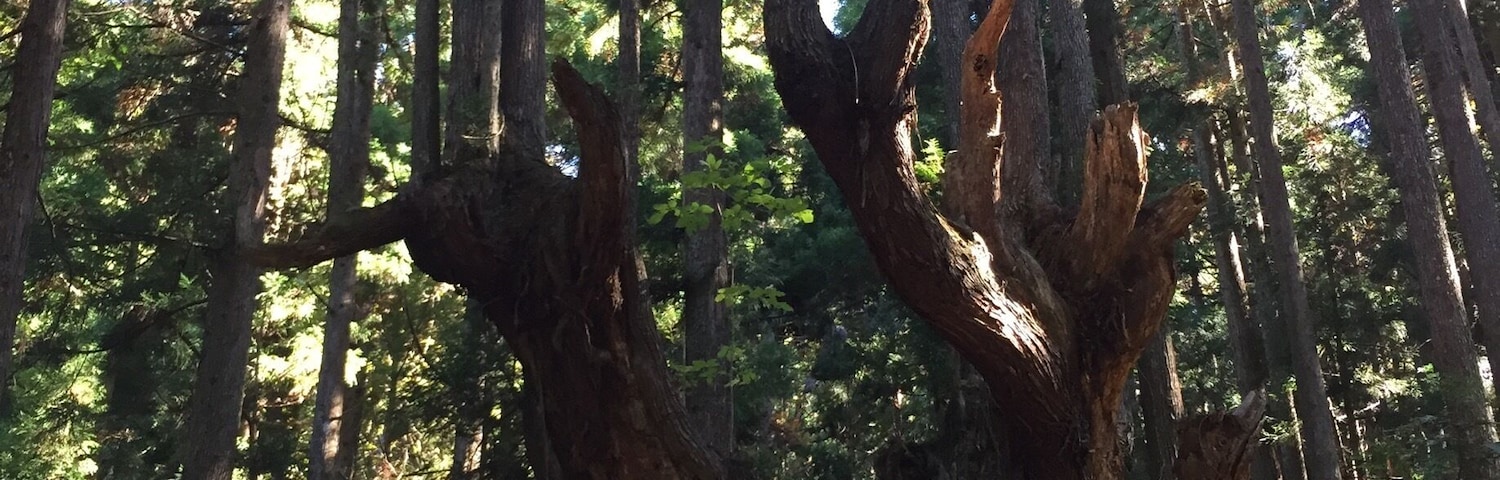 株杉
樹齢400年くらい