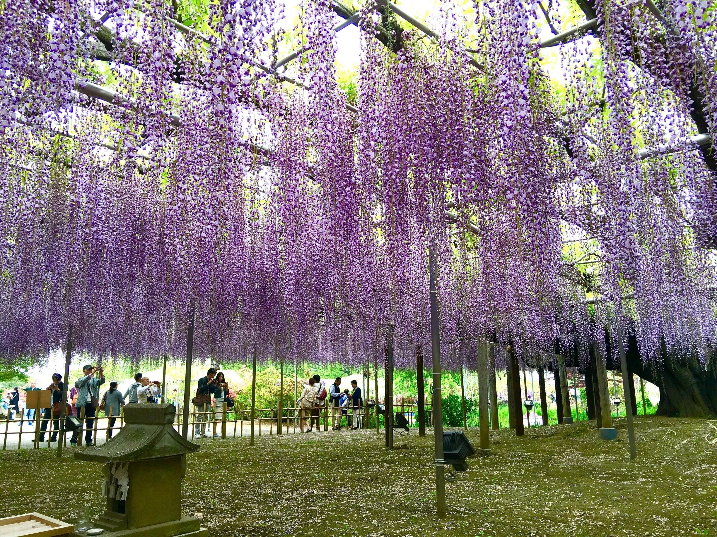 Part of the same tree! It's a most magnificent feeling under the gigantic tree!

#bestof5