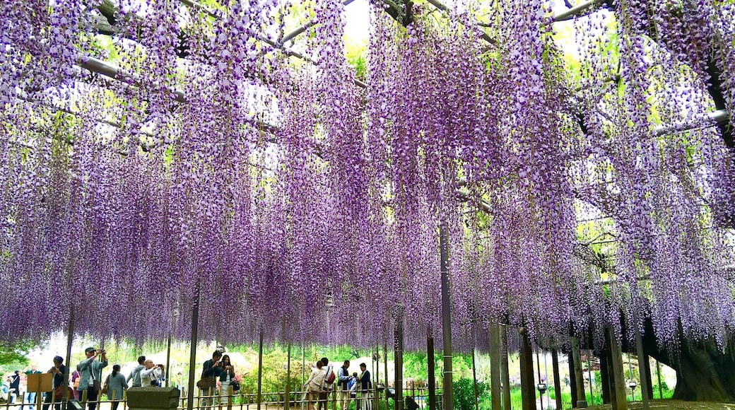 Part of the same tree! It's a most magnificent feeling under the gigantic tree!
#bestof5