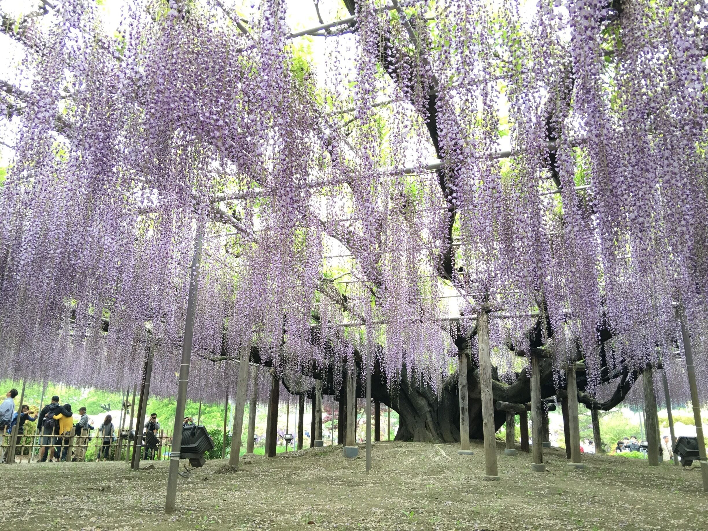 Most beautiful tree I have ever seen! This one is huge. The iPhone frame took in only 1/4 of its size!!! Wisteria trees. In full bloom now!

#bestof5