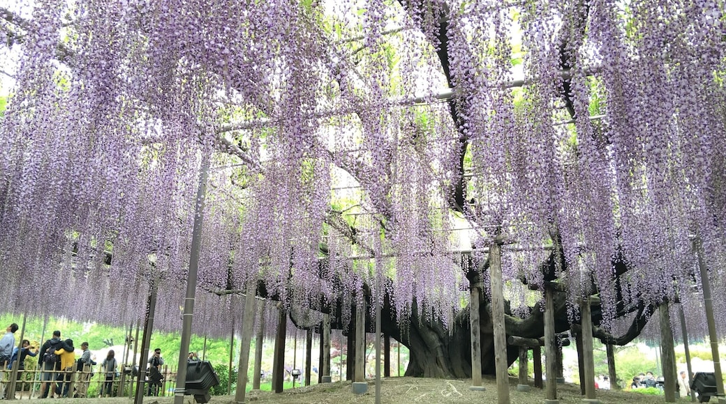 Most beautiful tree I have ever seen! This one is huge. The iPhone frame took in only 1/4 of its size!!! Wisteria trees. In full bloom now!
#bestof5
