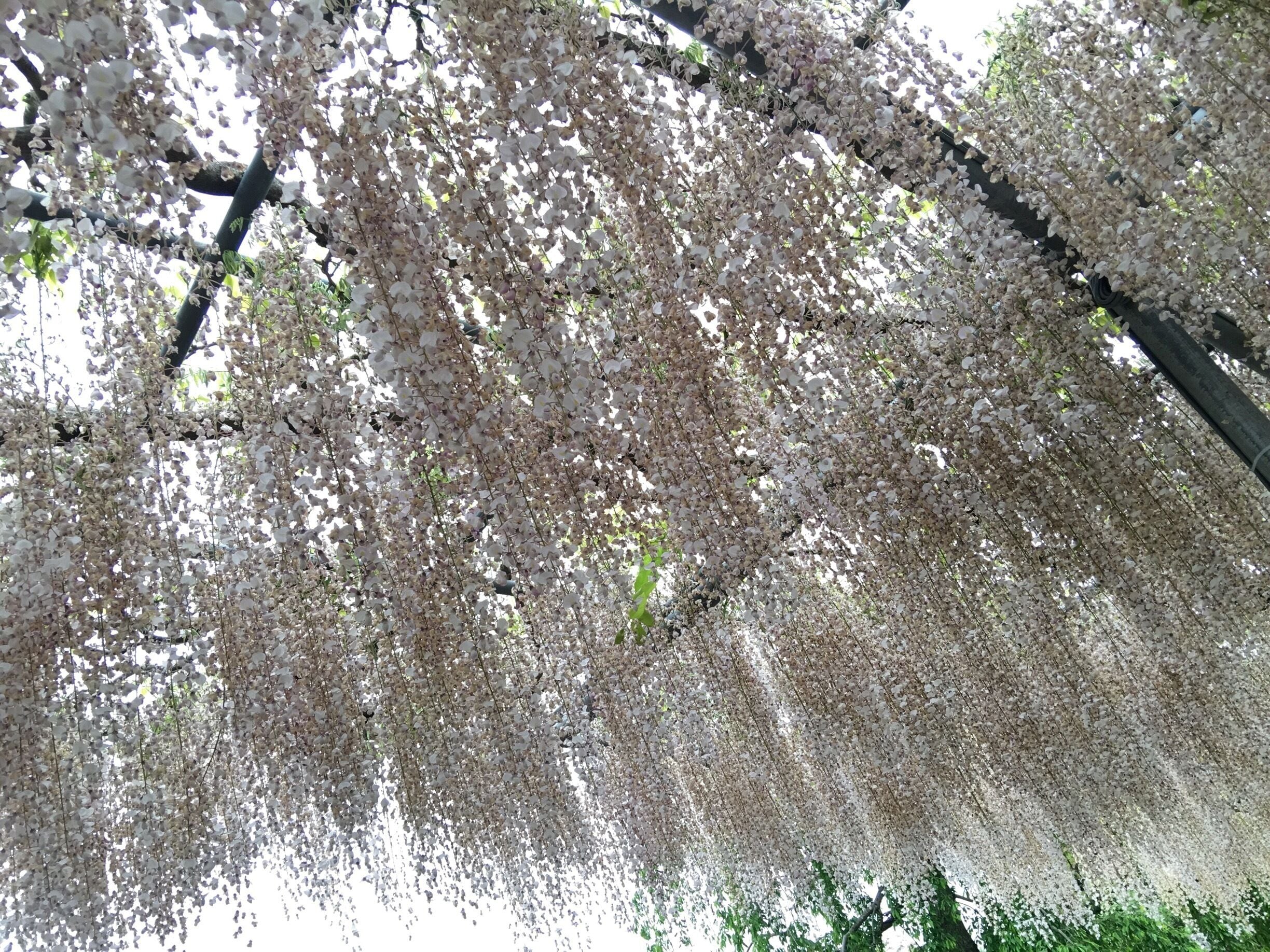 The white wisteria!