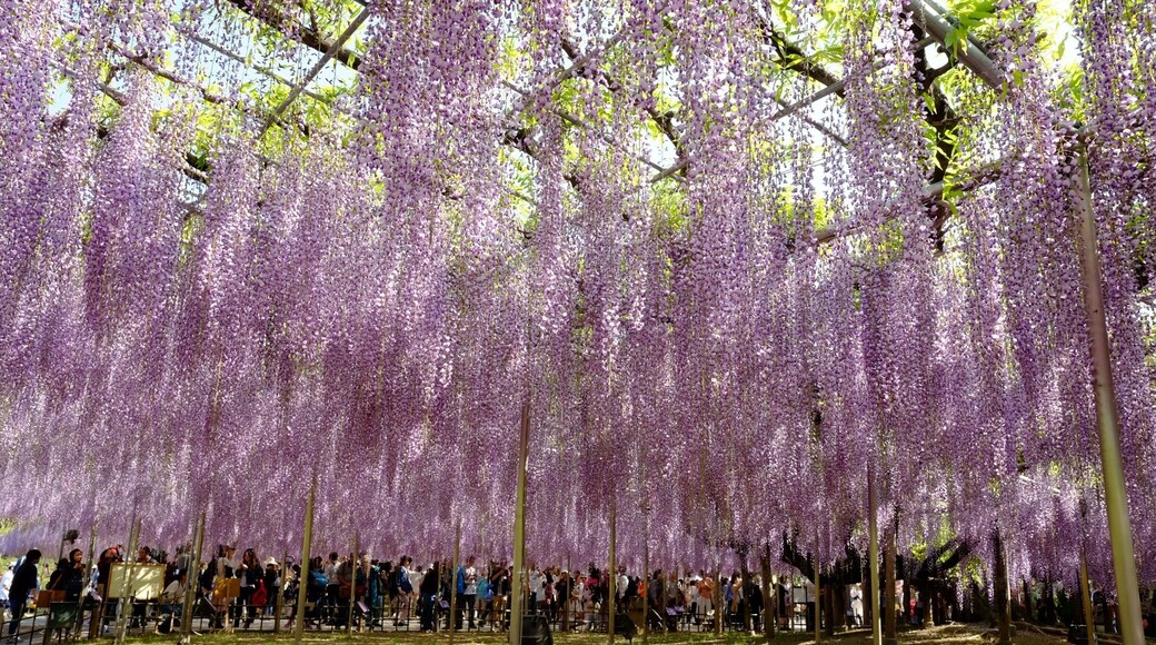 Visited this park today. It was a bit hard to access, very crowded, but worth a visit to see this magnificent wisteria.
#SpringFun