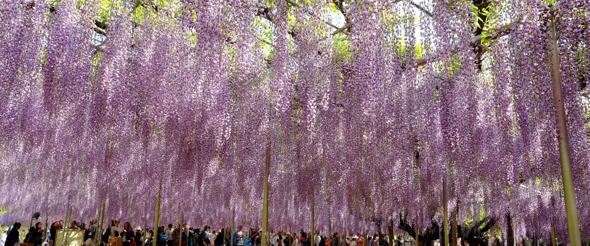 Visited this park today. It was a bit hard to access, very crowded, but worth a visit to see this magnificent wisteria.
#SpringFun