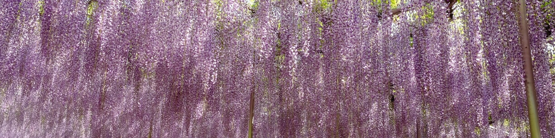 Visited this park today. It was a bit hard to access, very crowded, but worth a visit to see this magnificent wisteria.
#SpringFun