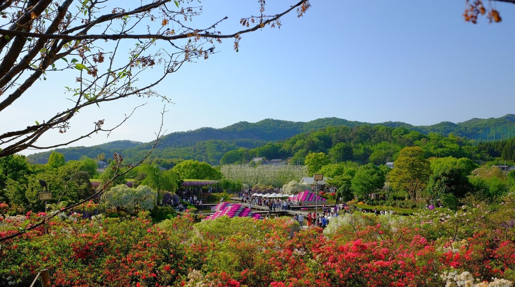 From Ashikaga Flower Park,
May 2017