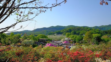From Ashikaga Flower Park,
May 2017