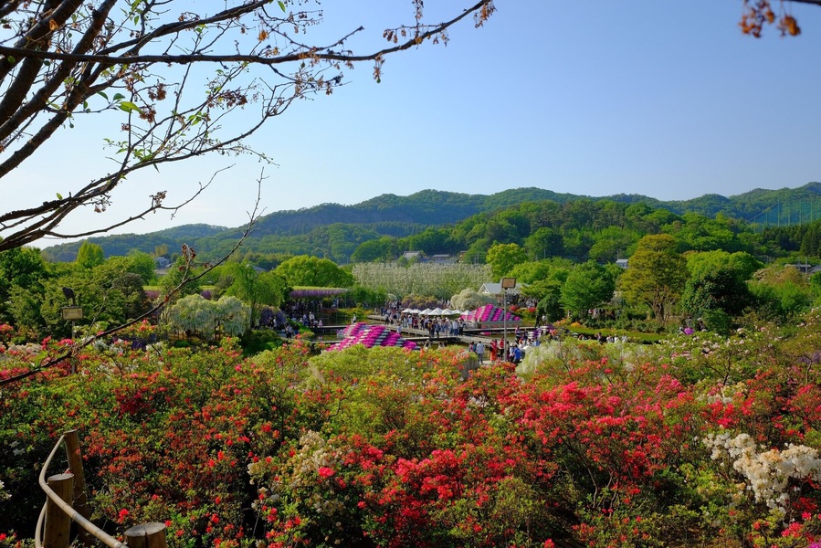 From Ashikaga Flower Park,
May 2017