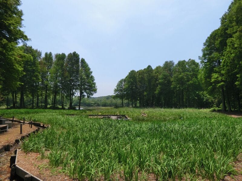 井頭公園 2011年6月