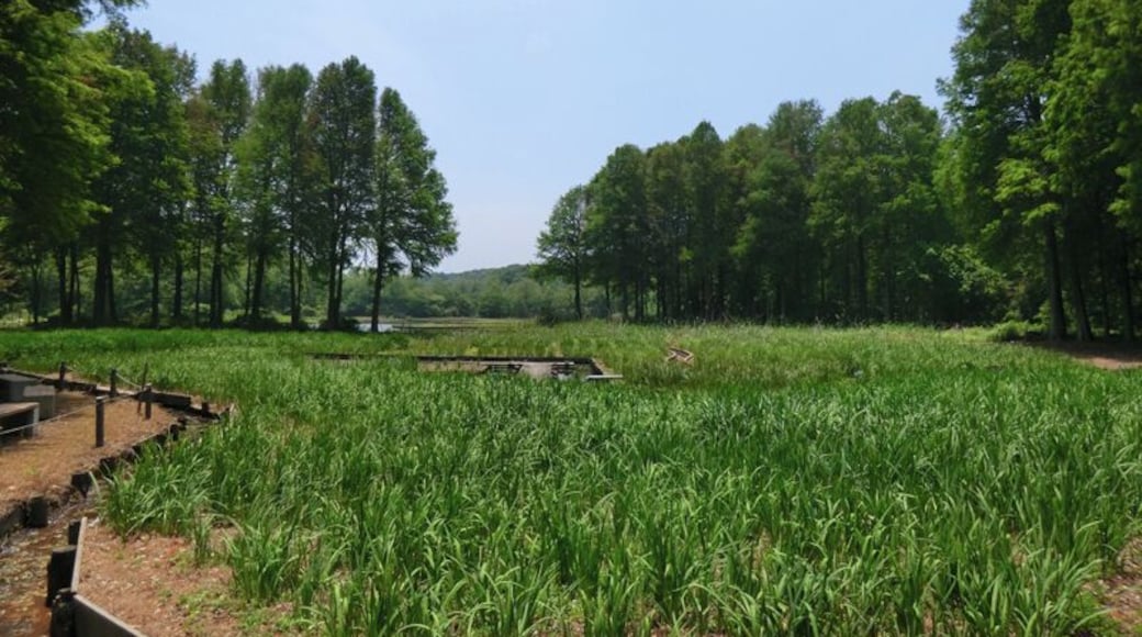 井頭公園 2011年6月