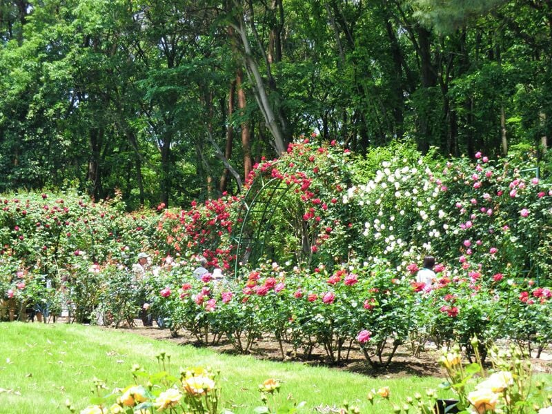 Un jardín con diversas plantas y árboles florecientes.