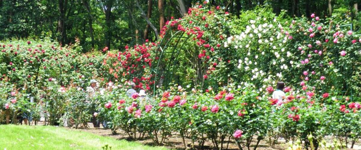 Un jardín con diversas plantas y árboles florecientes.
