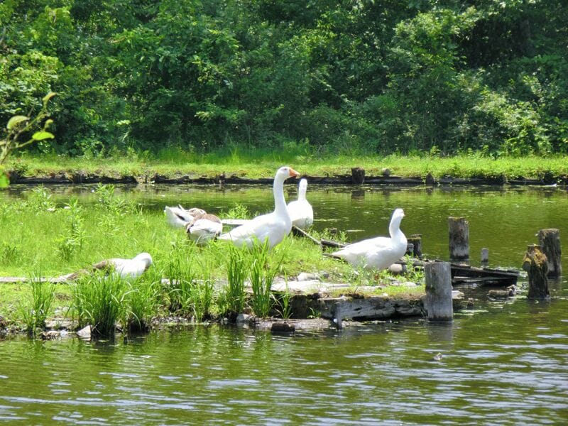 井頭公園 2011年6月
