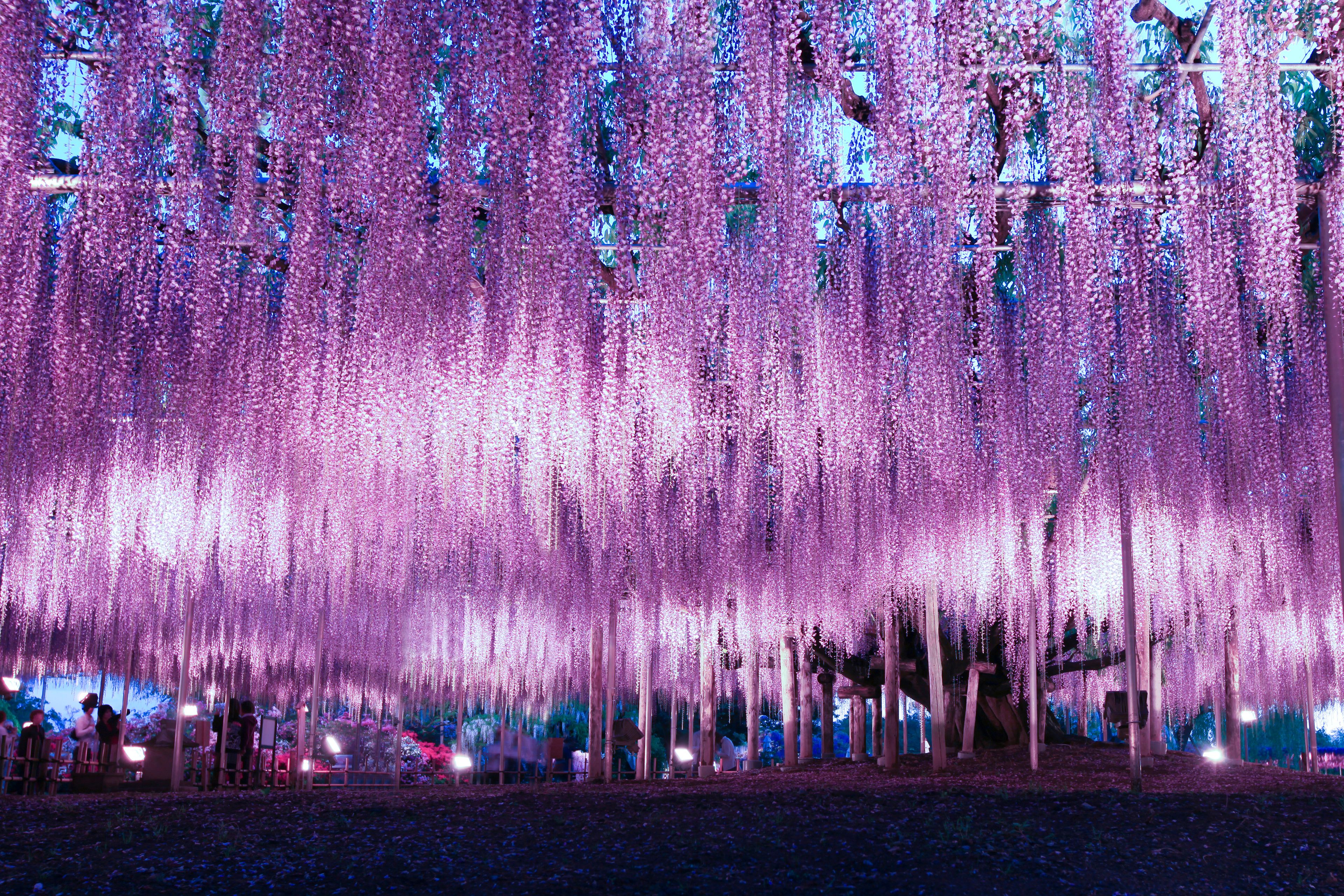 Beautiful wisteria illumination in Ashikaga Flower Park, Tochigi prefecture, Japan