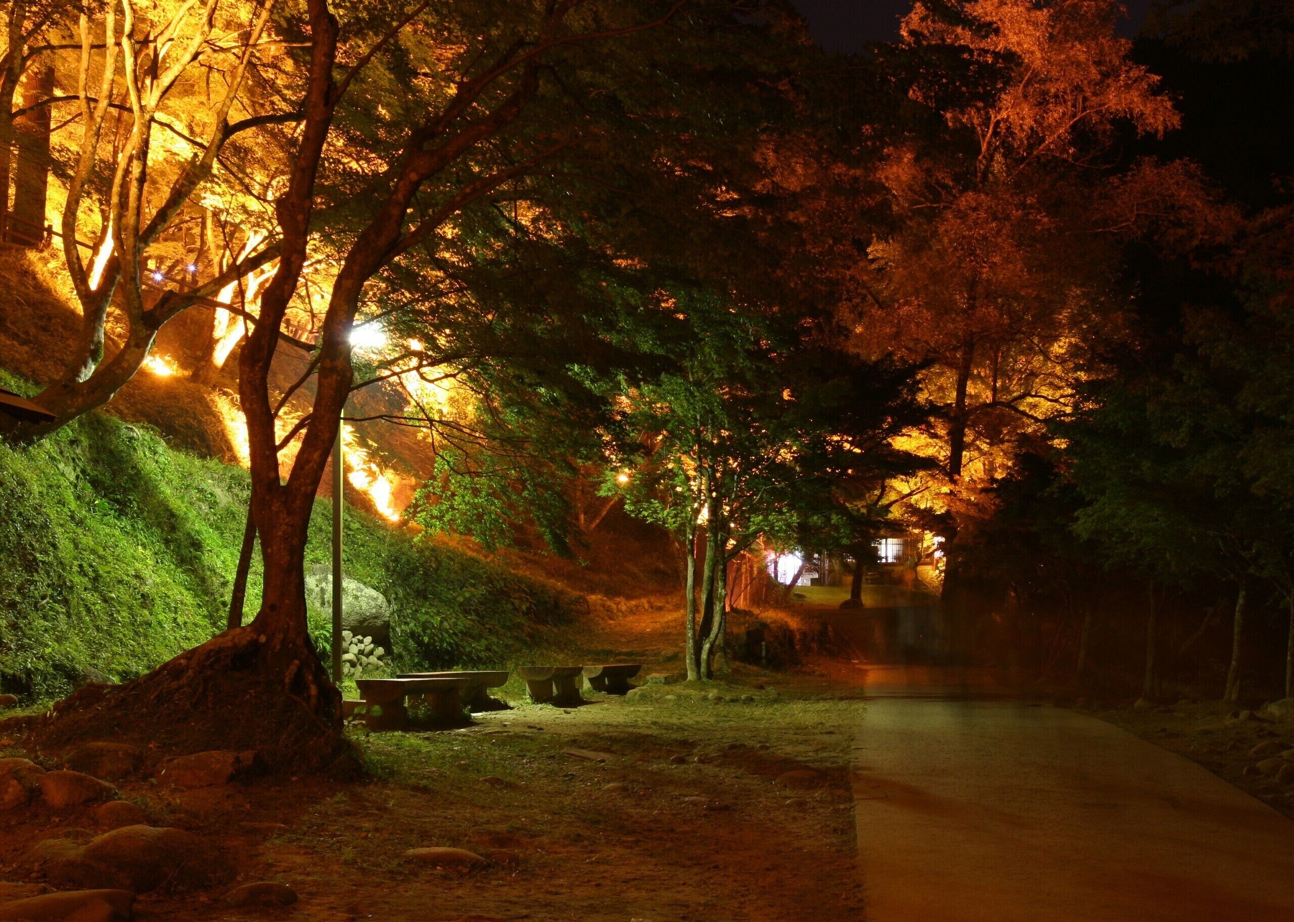 Parque nocturno con árboles iluminados, un sendero y bancos de piedra.