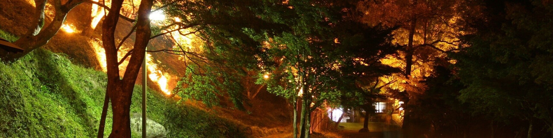 Parque nocturno con árboles iluminados, un sendero y bancos de piedra.