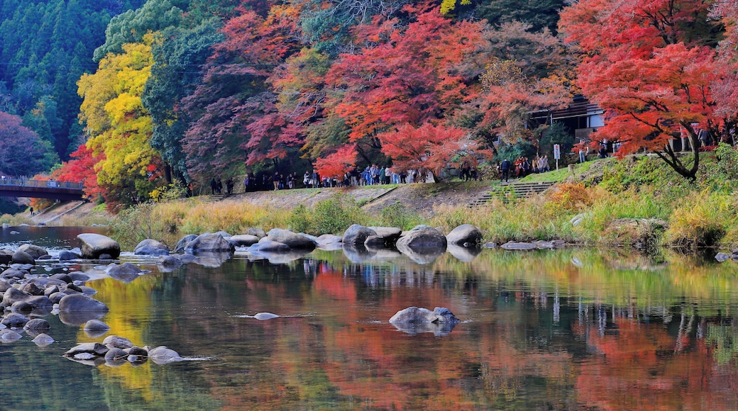 This is a famous spot of autumn leaves near Nagoya. Its worth to spend one day to travel around to see it's day and night view.