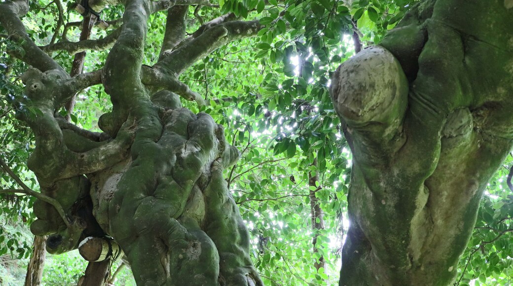 老谷の大ツバキ(富山県氷見市)