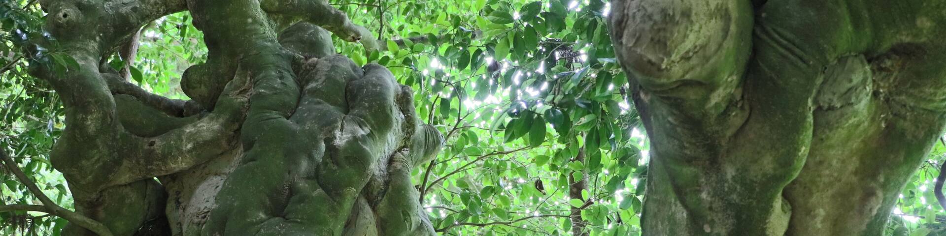 老谷の大ツバキ(富山県氷見市)