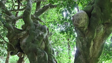 老谷の大ツバキ(富山県氷見市)