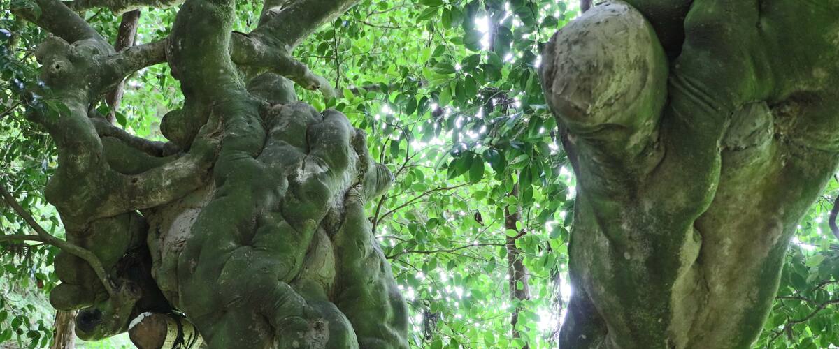 A tree with thick, gnarled roots and branches.