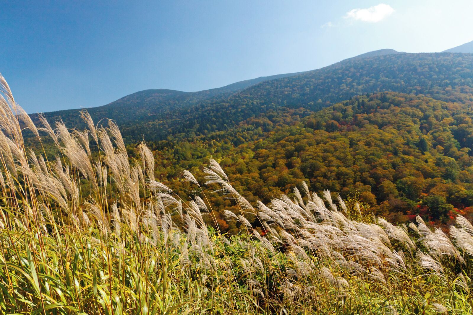 A grassy field with tall grasses in the foreground and a forested mountain in the background.