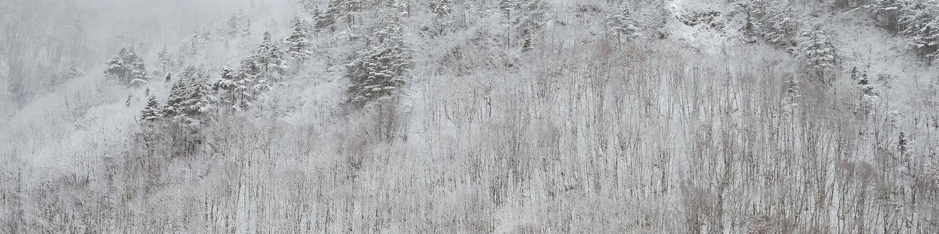 Snow covered trees in winter