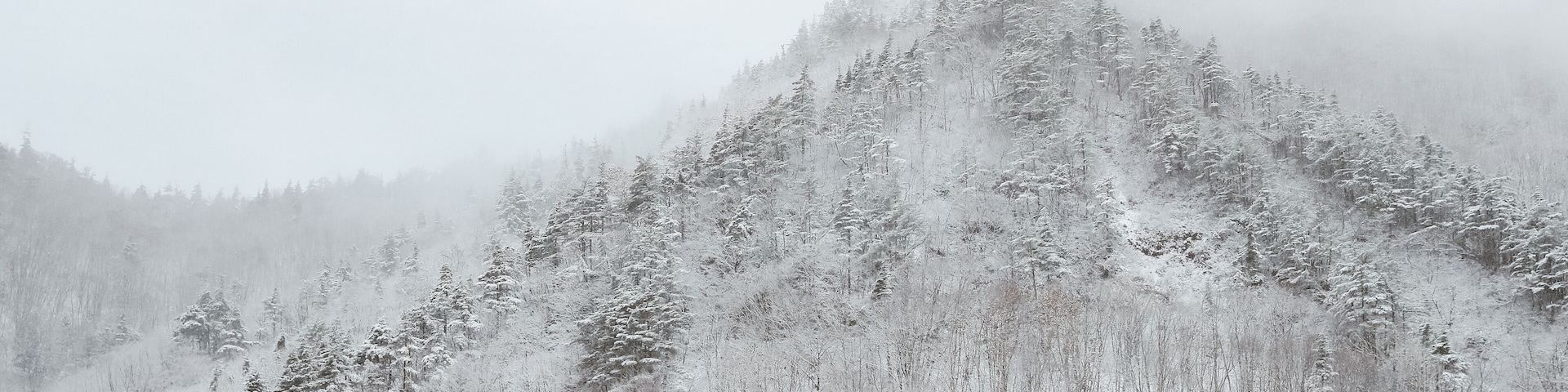 Snow covered trees in winter