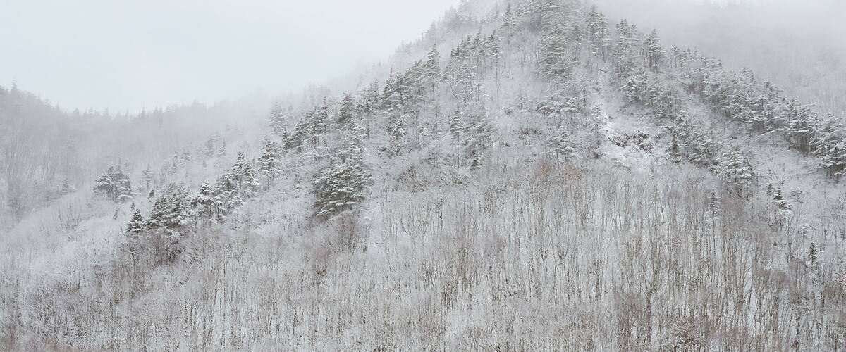 A snow-covered mountain with dense forests at its base.