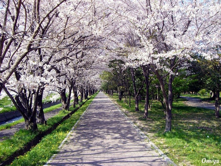Sakura