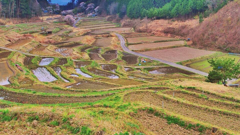 Terraced rice fields, a winding road, and a forested hillside.