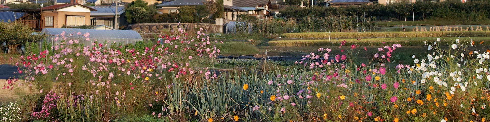 Iida, Nagano, Japan, 2021-07-09 , Cosmos flowers, autumn flowers in Iida city, a city located in Nagano Prefecture, Japan.