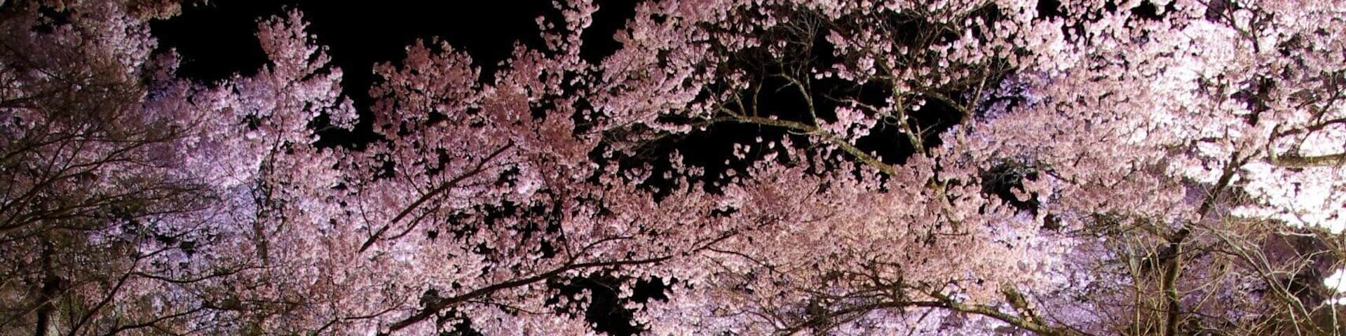 Takato Castle Ruins Park , Japan
Cherry Blossom Festival
