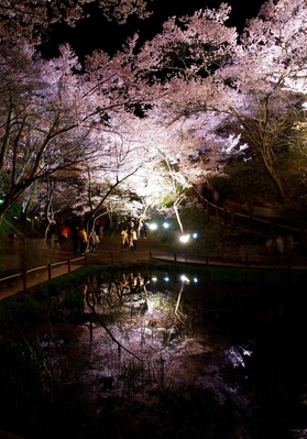 Takato Castle Ruins Park , Japan
Cherry Blossom Festival