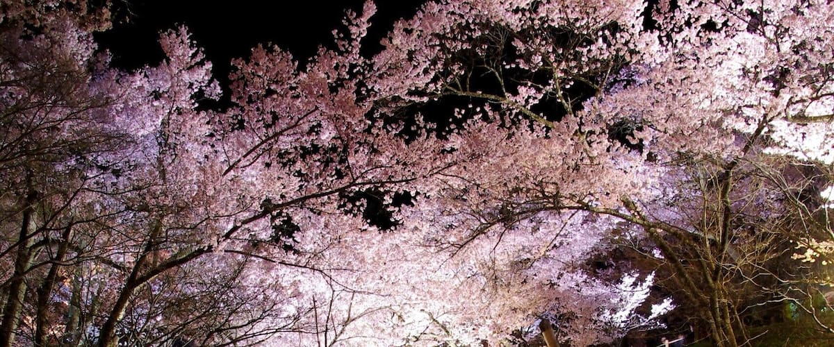 Takato Castle Ruins Park , Japan
Cherry Blossom Festival