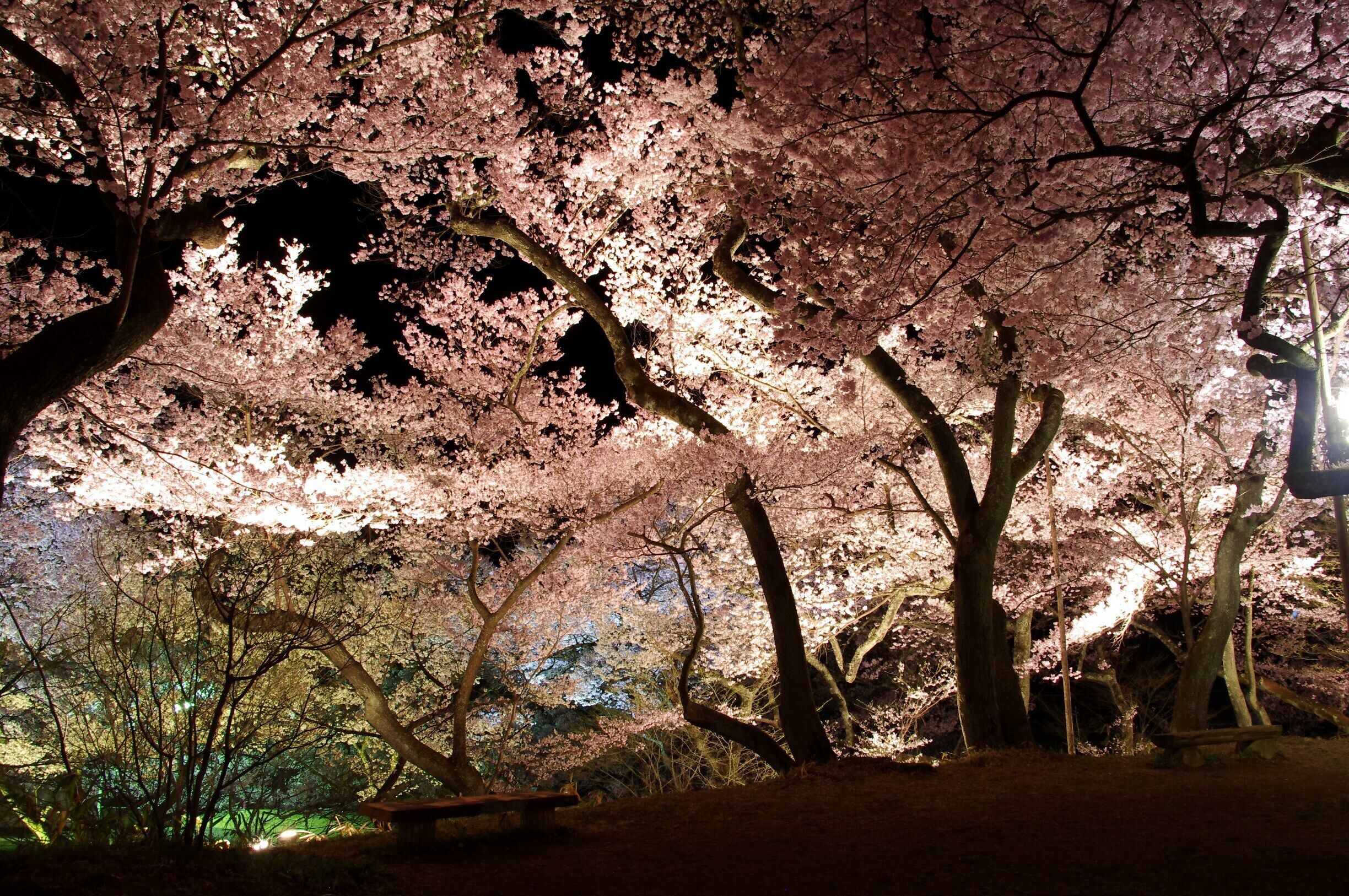 Takato Castle Ruins Park , Japan
Cherry Blossom Festival
