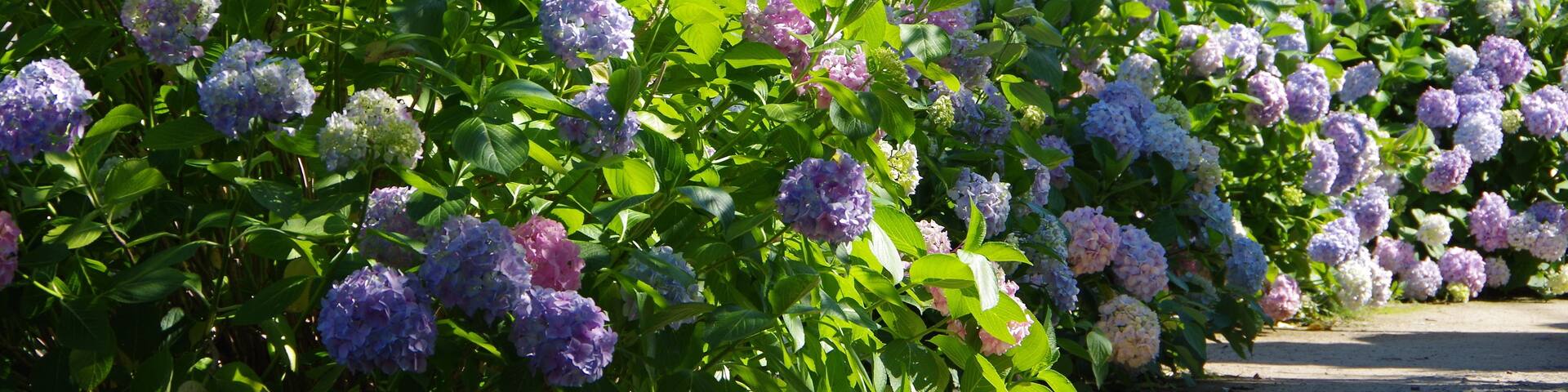 Pathway of hydrangeas in Saijo city, Ehime Prefecture, Japan