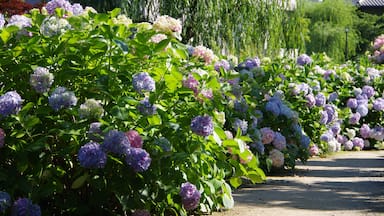 Pathway of hydrangeas in Saijo city, Ehime Prefecture, Japan
