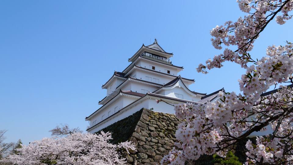 A traditional Japanese castle with white walls and a stone base, surrounded by cherry blossoms.