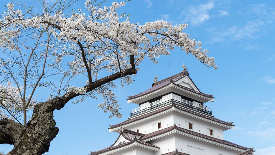 A traditional Japanese castle with white walls and a multi-tiered roof, surrounded by cherry blossom trees.