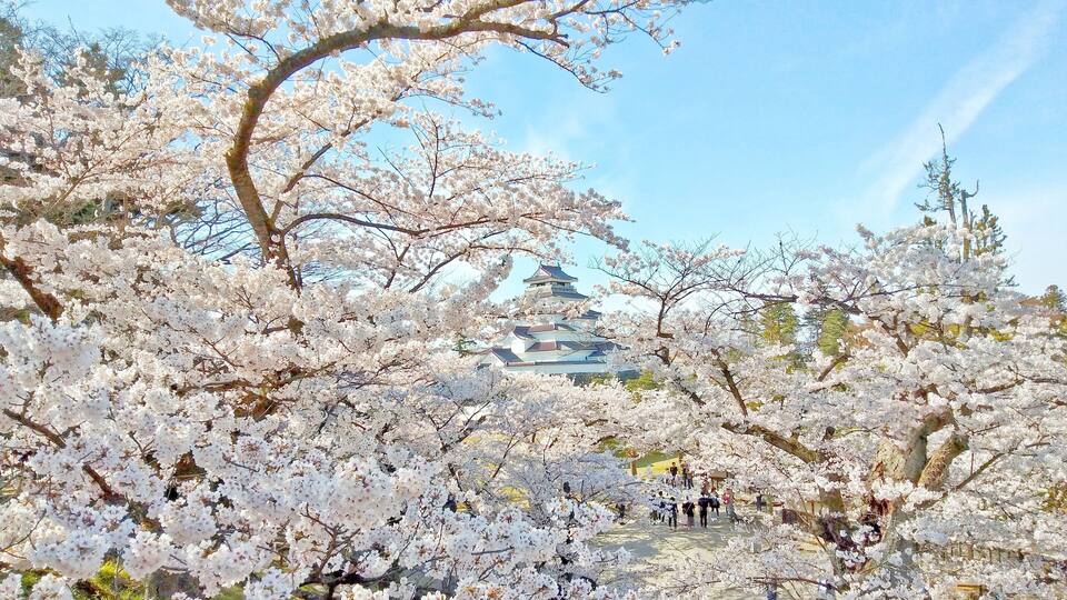 Cherry blossoms, a pagoda, and people walking in a park.