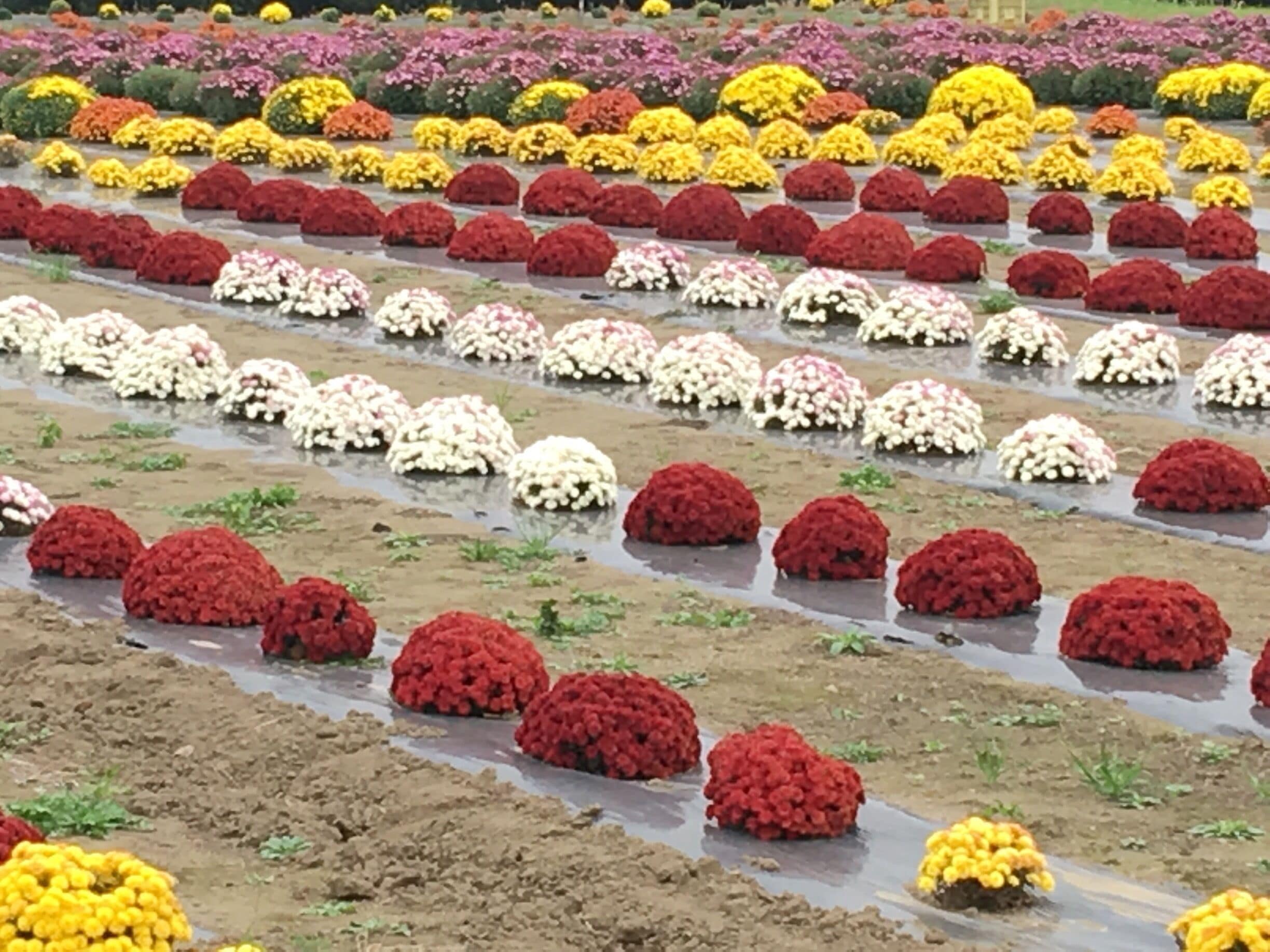 Chrysanthemums in season (I'm no expert in flowers so not quite sure what they call this type of flowers although in kanji it translates to small chrysanthemums).