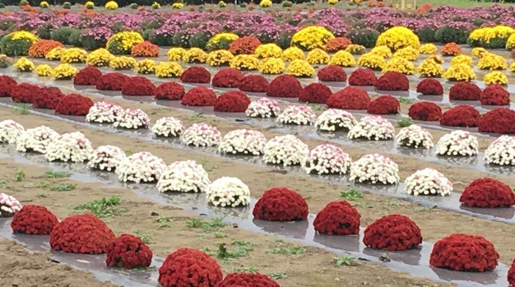 Chrysanthemums in season (I'm no expert in flowers so not quite sure what they call this type of flowers although in kanji it translates to small chrysanthemums).
