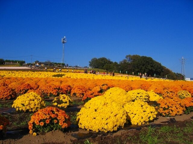 A field of vibrant yellow and orange flowers under a clear blue sky.