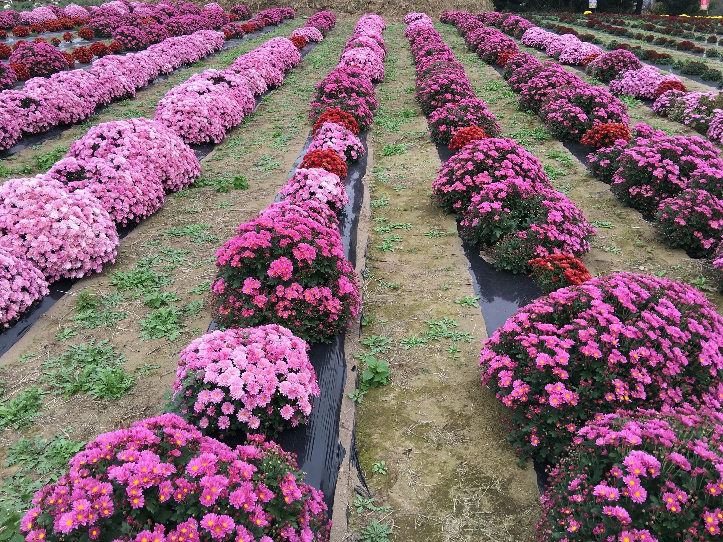 Field of small chrysanthemums. Very pretty especially when in full bloom! Mostly only locals come here. There are pots of them for sale and it's free entry. Nice if you have plenty of time but don't bother if it's your first few visits to Japan!