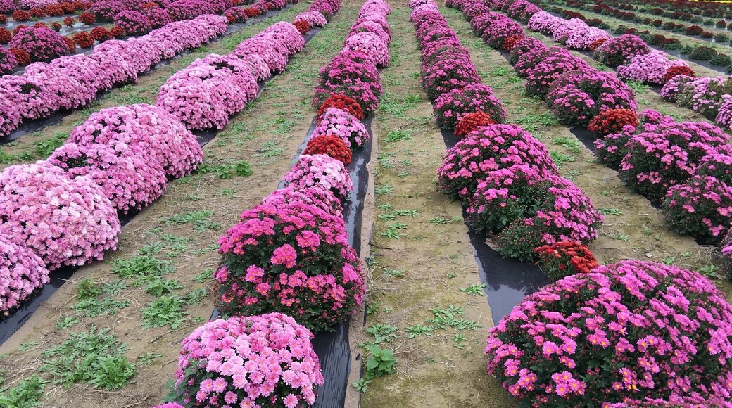 Field of small chrysanthemums. Very pretty especially when in full bloom! Mostly only locals come here. There are pots of them for sale and it's free entry. Nice if you have plenty of time but don't bother if it's your first few visits to Japan!