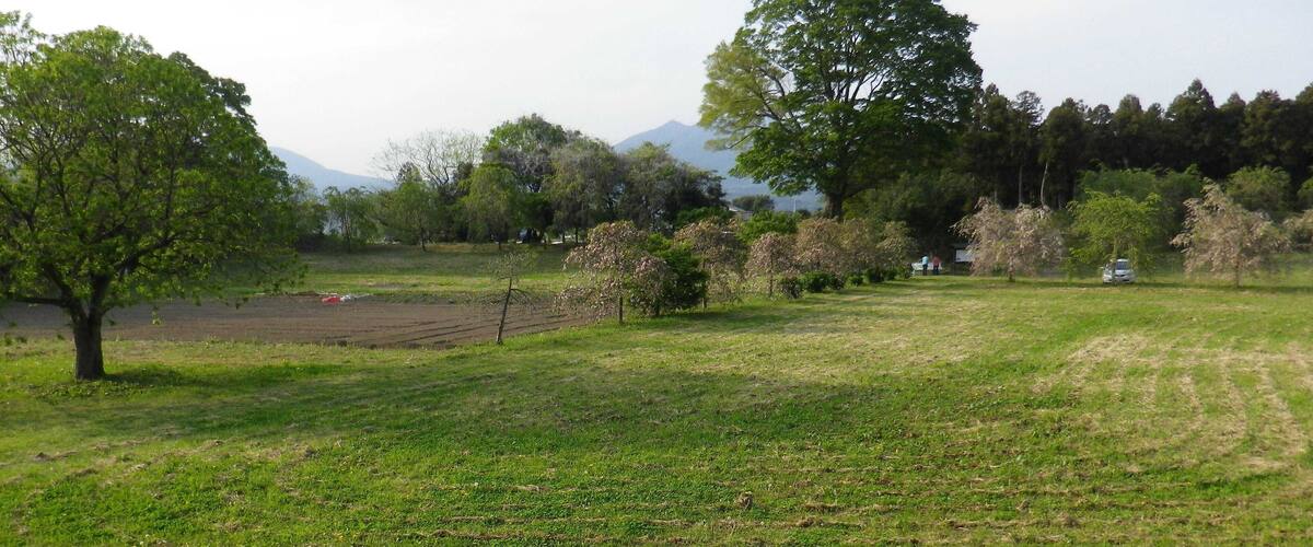 A grassy field with trees and a distant mountain range.
