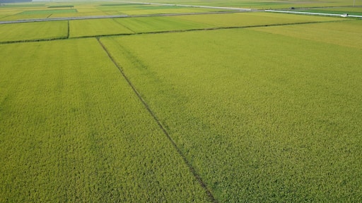 ćžžç·ćžăźç°ć(8æ)