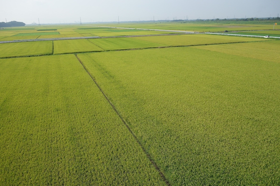 Un extenso campo agrícola con filas de cultivos ordenadas.