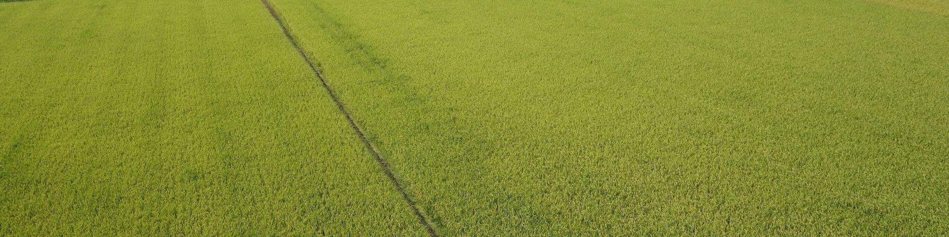 常総市の田園(8月)
